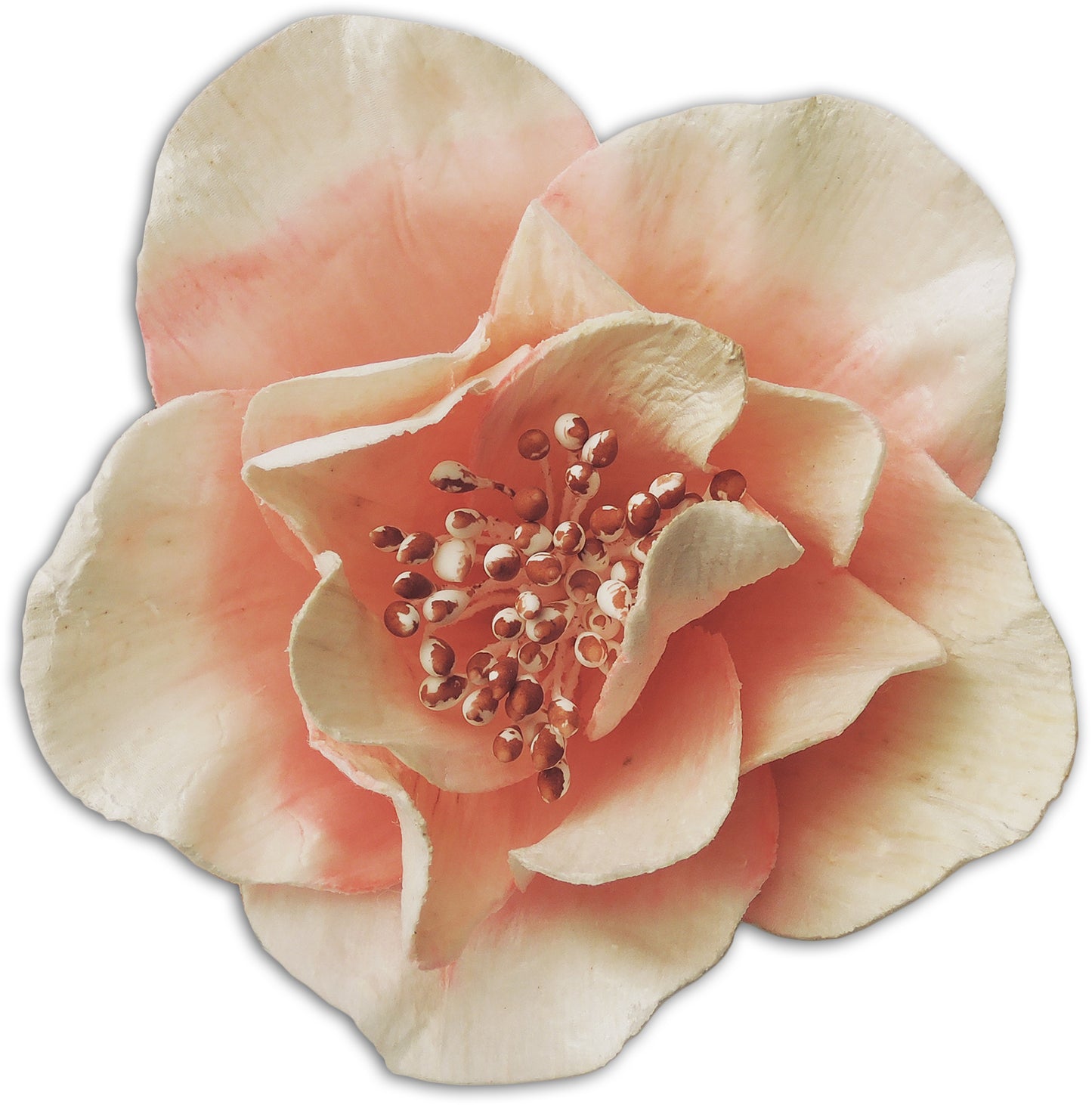 ROSA CANINA 7CM