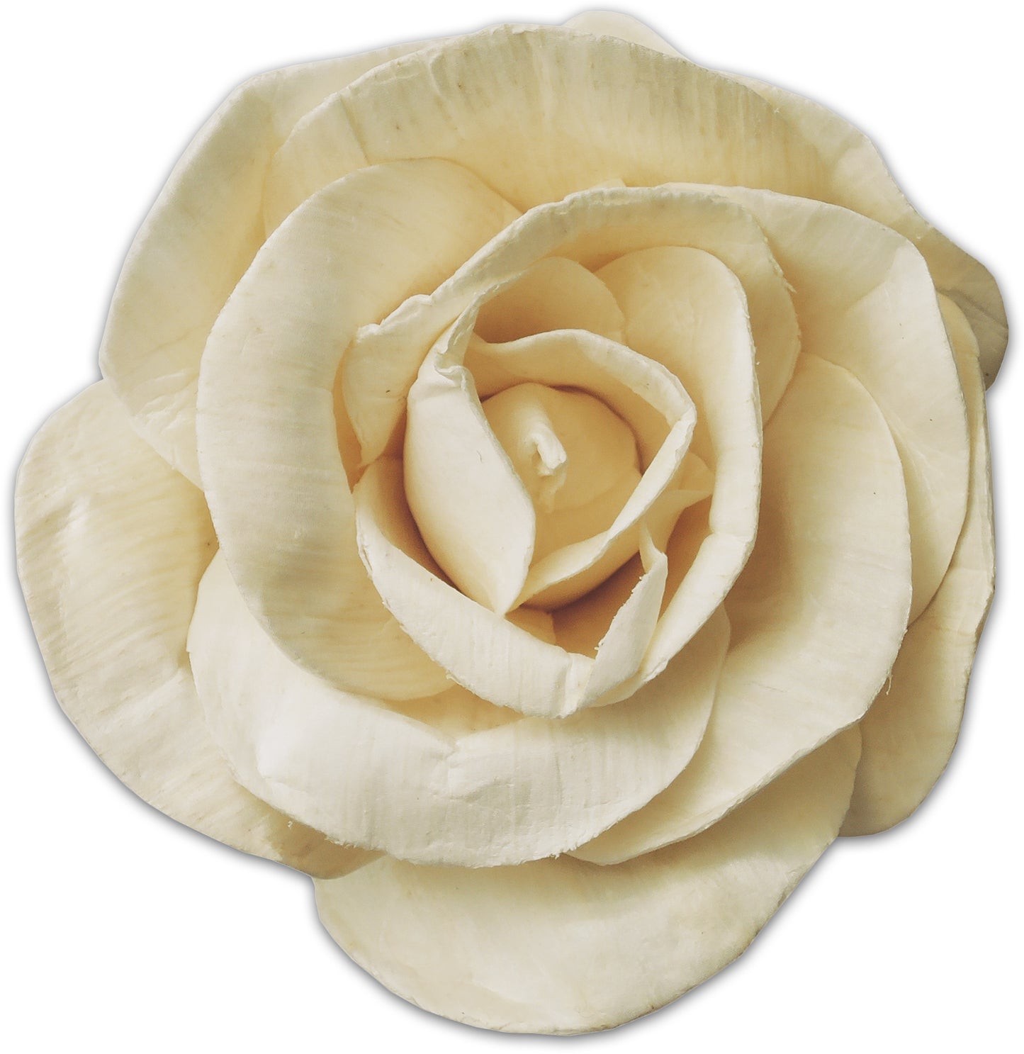 ROSA QUEEN BIANCA 9CM